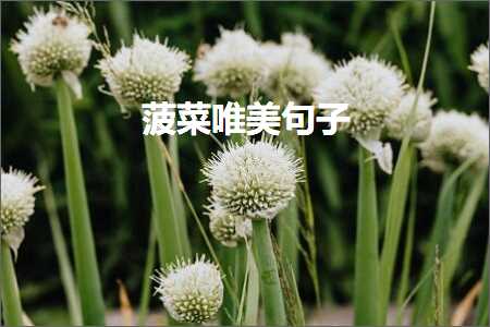 Seo网站推广计划 菠菜唯美句子（文案375条）